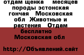 отдам щенка 10 месяцев породы эстонская гончая - Московская обл. Животные и растения » Отдам бесплатно   . Московская обл.